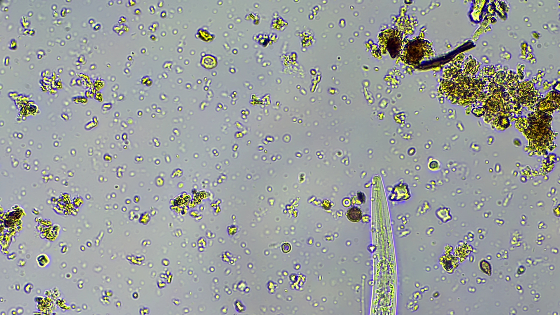 bacterial feeding nematode